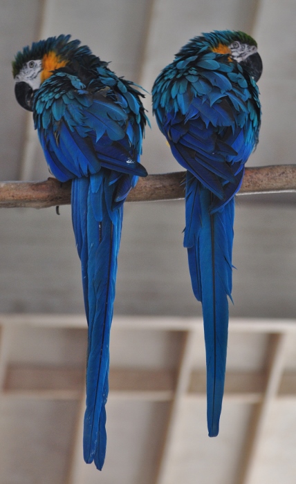 blue and gold macaw